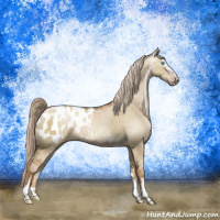 Horse Color:Gray Chocolate Palomino Pearl Dun Sabino Appaloosa Brindle 