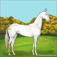 Horse Color:Gray Gold Champagne Dun 
