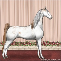 Horse Color:Chestnut Sabino