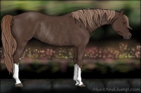 Horse Color:Liver Chestnut Rabicano 