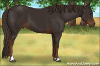 Horse Color:Liver Chestnut 