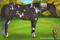 Horse Color:White Spotted Brown Sabino 