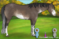 Horse Color:Brown Dun Sabino 