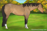 Horse Color:Buckskin Roan Dun 