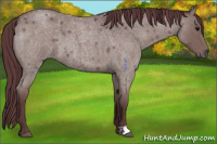 Horse Color:Chocolate Grullo Roan 