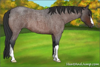 Horse Color:Bay Roan 