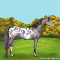 Horse Color:Nacre White Spotted Buckskin Dun Appaloosa 