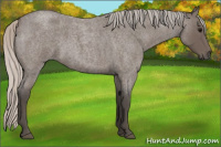 Horse Color:Silver Blue Roan 