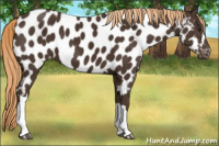 Horse Color:Liver Chestnut Appaloosa 