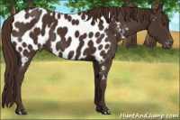 Horse Color:Liver Chestnut Appaloosa 