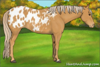 Horse Color:Palomino Appaloosa 