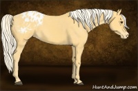 Horse Color:Palomino Appaloosa