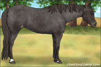 Horse Color:Liver Chestnut Appaloosa