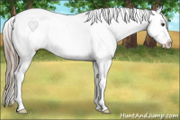 Horse Color:Liver Chestnut Appaloosa Rabicano