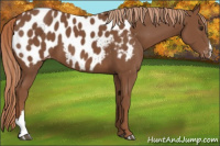 Horse Color:Chestnut Appaloosa 