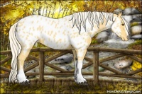 Horse Color:Palomino Appaloosa 
