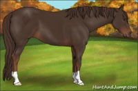 Horse Color:Liver Chestnut 