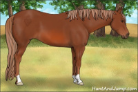 Horse Color:Chestnut 
