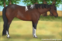 Horse Color:Bay Tobiano Rabicano 