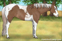 Horse Color:Chestnut Splash Tobiano Rabicano