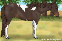 Horse Color:Liver Chestnut Tobiano