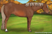 Horse Color:Chestnut Sabino 