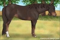 Horse Color:Liver Chestnut 