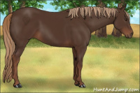 Horse Color:Liver Chestnut 