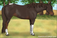 Horse Color:Liver Chestnut Tobiano Rabicano