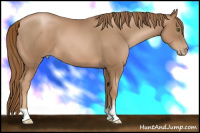 Horse Color:Liver Chestnut Pearl