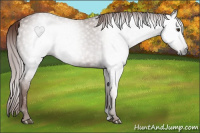 Horse Color:Gray Chestnut