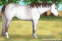 Horse Color:Gray Chestnut 