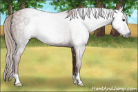 Horse Color:Gray Chestnut