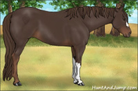 Horse Color:Liver Chestnut 