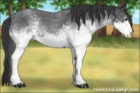 Horse Color:White Spotted Blue Roan 