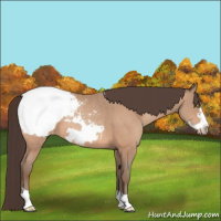 Horse Color:Amber Champagne Frame Appaloosa 