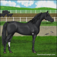Horse Color:Black 