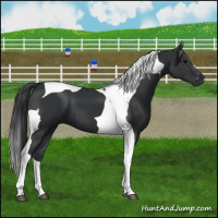 Horse Color:Black Tobiano 