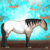 Horse Color:Brown Roan Dun Appaloosa 