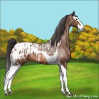 Horse Color:Bay Splash Tobiano Blanket and Bay Splash Tobiano Blanket Rabicano