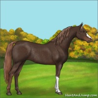 Horse Color:Liver Chestnut Rabicano 
