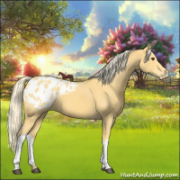 Horse Color:Palomino Appaloosa 