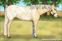Horse Color:Palomino Roan Blanket