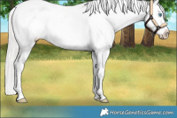 Horse Color:White Spotted Cremello Sabino Appaloosa 