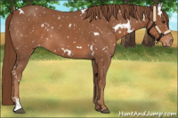 Horse Color:White Spotted Chestnut Sabino Appaloosa 