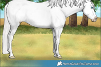 Horse Color:Cremello Sabino Appaloosa