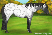 Horse Color:Blue Roan Near Leopard