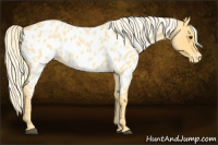 Horse Color:Palomino Roan Appaloosa 
