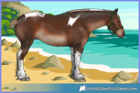 Horse Color:Liver Chestnut Tobiano 