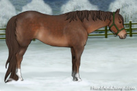 Horse Color:Liver Chestnut Tobiano 